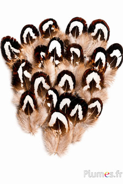 Fagiano di Reeves - 2-4 cm - naturale